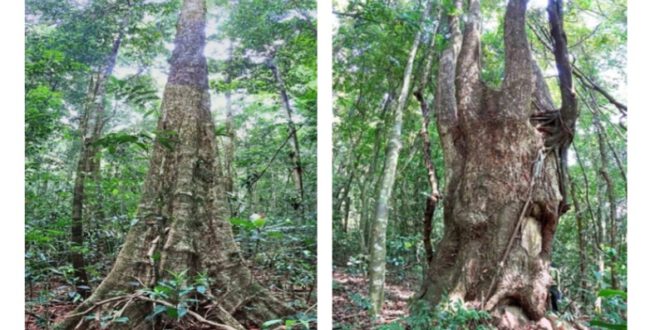 Tìm hiểu về Vườn Quốc Gia Tà Đùng – Dak Nong UNESCO Global Geopark